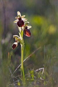 Ophrys exaltata (Orchidaceae)  - Ophrys exalté Haut-Ampurdan [Espagne] 05/04/2010 - 10m