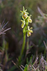Ophrys exaltata Ophrys exalté