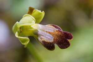 Ophrys fusca (Orchidaceae)  - Ophrys brun Haut-Ampurdan [Espagne] 05/04/2010 - 10m
