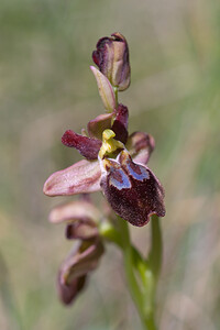 Ophrys lupercalis x Ophrys tenthredinifera (Orchidaceae)  - Hybride entre lOphrys des Lupercales et lOphrys tenthrèdeOphrys lupercalis x Ophrys tenthredinifera. Haut-Ampurdan [Espagne] 05/04/2010 - 10m