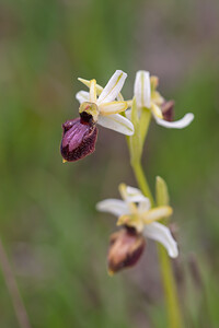 Ophrys passionis (Orchidaceae)  - Ophrys de la Passion Bas-Ampurdan [Espagne] 08/04/2010