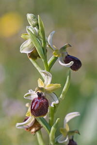 Ophrys passionis (Orchidaceae)  - Ophrys de la Passion Haut-Ampurdan [Espagne] 10/04/2010 - 10m