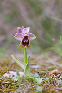 Ophrys tenthredinifera (Orchidaceae)  - Ophrys tenthrède Bas-Ampurdan [Espagne] 08/04/2010 - 150m