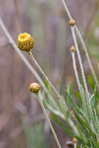 Phagnalon rupestre (Asteraceae)  - Phagnalon rupestre, Phagnalon des rochers Bas-Ampurdan [Espagne] 06/04/2010 - 50m