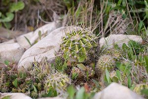 Plantes Diverses Bas-Ampurdan [Espagne] 08/04/2010 - 90mFerocactus ? Sans aucun doute introduit?