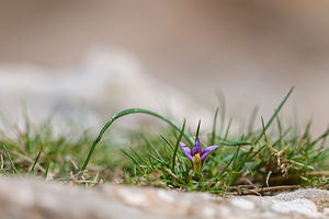 Romulea columnae (Iridaceae)  - Romulée de Colonna, Romulée à petites fleurs - Sand Crocus Bas-Ampurdan [Espagne] 06/04/2010 - 90m