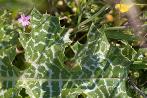 Silybum marianum (Asteraceae)  - Silybe de Marie, Chardon marie, Chardon marbré - Milk Thistle Bas-Ampurdan [Espagne] 09/04/2010 - 10m