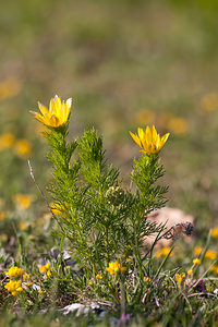 Adonis vernalis (Ranunculaceae)  - Adonis de printemps Lozere [France] 25/05/2010 - 940m