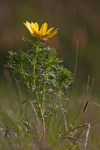 Adonis vernalis (Ranunculaceae)  - Adonis de printemps Lozere [France] 25/05/2010 - 940m