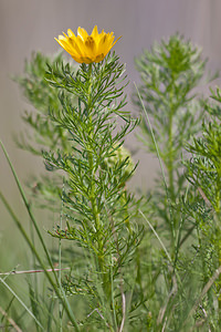 Adonis vernalis (Ranunculaceae)  - Adonis de printemps Lozere [France] 27/05/2010 - 1110m