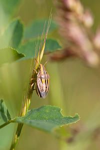 Aelia rostrata (Pentatomidae)  Aveyron [France] 26/05/2010 - 420m