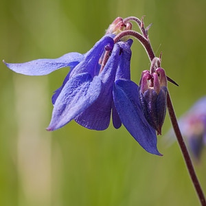 Aquilegia vulgaris (Ranunculaceae)  - Ancolie commune, Ancolie vulgaire, Clochette - Columbine Lozere [France] 28/05/2010 - 810m