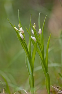 Cephalanthera longifolia (Orchidaceae)  - Céphalanthère à feuilles longues, Céphalanthère à longues feuilles, Céphalanthère à feuilles en épée - Narrow-leaved Helleborine Lozere [France] 28/05/2010 - 820m