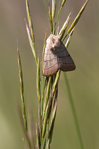 Charanyca trigrammica (Noctuidae)  - Noctuelle trilignée - Treble Lines Lozere [France] 25/05/2010 - 830m