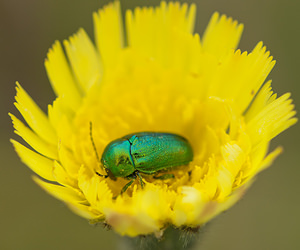 Chrysolina herbacea (Chrysomelidae)  - Chrysomèle mentholée Meuse [France] 15/05/2010 - 300m