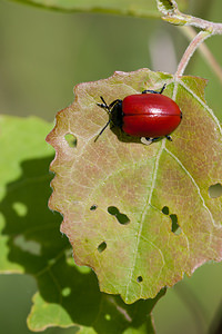 Chrysomela populi (Chrysomelidae)  - Chrysomèle populaire, Chrysomèle du peuplier - Red Poplar Leaf Beetle Meuse [France] 16/05/2010 - 200m