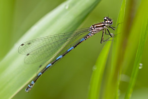 Coenagrion pulchellum (Coenagrionidae)  - Agrion joli - Variable Damselfly Meuse [France] 15/05/2010 - 240m