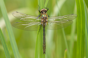 Cordulia aenea (Corduliidae)  - Cordulie bronzée - Downy Emerald Meuse [France] 14/05/2010 - 250m