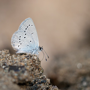 Cupido minimus (Lycaenidae)  - Argus frêle, Lycène naine - Small Blue Aveyron [France] 26/05/2010 - 420m