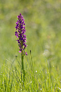 Dactylorhiza elata (Orchidaceae)  - Dactylorhize élevé, Orchis élevé Herault [France] 24/05/2010 - 180m