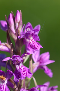 Dactylorhiza elata (Orchidaceae)  - Dactylorhize élevé, Orchis élevé Herault [France] 24/05/2010 - 180m