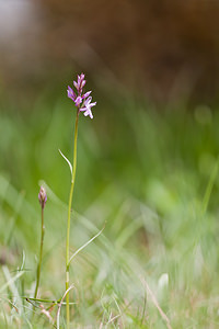 Dactylorhiza fuchsii (Orchidaceae)  - Dactylorhize de Fuchs, Orchis de Fuchs, Orchis tacheté des bois, Orchis de Meyer, Orchis des bois - Common Spotted-orchid Lozere [France] 28/05/2010 - 880m