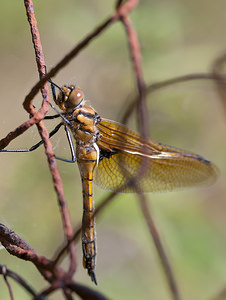 Epitheca bimaculata (Corduliidae)  - Épithèque bimaculée, Cordulie à deux taches Meuse [France] 16/05/2010 - 160m