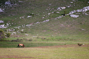 Equus ferus (Equidae)  - Cheval sauvage, Tarpan Lozere [France] 27/05/2010 - 490mCheval de Przewalski, Pr?curseur du cheval domestique, originaire de Mongolie, ici en ?l?vage sur le Causse M?jean