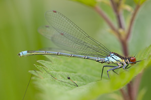 Erythromma najas (Coenagrionidae)  - Naïade aux yeux rouges - Red-eyed Damselfly Meuse [France] 14/05/2010 - 250m