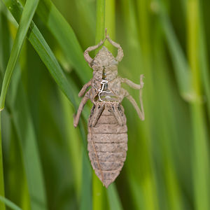 Gomphus vulgatissimus (Gomphidae)  - Gomphe vulgaire - Club-tailed Dragonfly Meuse [France] 14/05/2010 - 260m