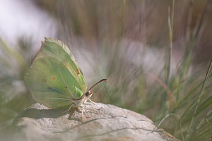 Gonepteryx rhamni (Pieridae)  - Citron, Limon, Piéride du Nerprun - Brimstone Lozere [France] 25/05/2010 - 880m