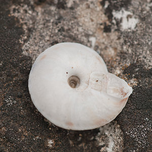 Helicigona lapicida (Helicidae)  - Soucoupe commune - Lapidary Snail Lozere [France] 27/05/2010 - 1120m