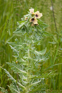 Hyoscyamus niger (Solanaceae)  - Jusquiame noire, Herbe à la teigne - Henbane Lozere [France] 27/05/2010 - 830m