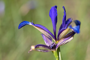 Iris reichenbachiana (Iridaceae)  - Iris de Reichenbach, Iris maritime Herault [France] 24/05/2010 - 180m
