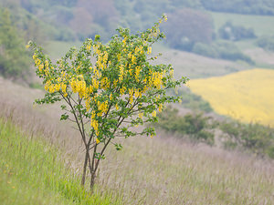 Laburnum anagyroides Aubour, Cytise faux ébénier Laburnum