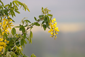 Laburnum anagyroides (Fabaceae)  - Aubour, Cytise faux ébénier - Laburnum Seine-et-Marne [France] 13/05/2010 - 140m