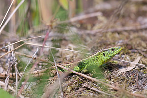 Lacerta agilis (Lacertidae)  - Lézard des souches, Lézard agile - Sand Lizard Meuse [France] 16/05/2010 - 160m