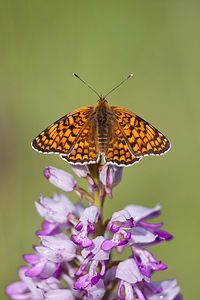 Melitaea phoebe (Nymphalidae)  - Mélitée des Centaurées, Grand Damier Lozere [France] 27/05/2010 - 830m