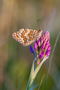 Melitaea phoebe (Nymphalidae)  - Mélitée des Centaurées, Grand Damier Lozere [France] 27/05/2010 - 870m