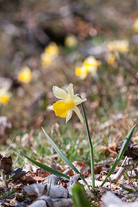 Narcissus pseudonarcissus (Amaryllidaceae)  - Narcisse faux narcisse, Jonquille des bois, Jonquille, Narcisse trompette Lozere [France] 23/05/2010 - 1430m