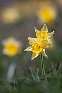 Narcissus pseudonarcissus (Amaryllidaceae)  - Narcisse faux narcisse, Jonquille des bois, Jonquille, Narcisse trompette Lozere [France] 23/05/2010 - 1430m