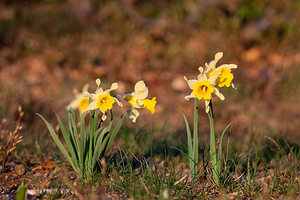 Narcissus pseudonarcissus (Amaryllidaceae)  - Narcisse faux narcisse, Jonquille des bois, Jonquille, Narcisse trompette Lozere [France] 24/05/2010 - 1450m