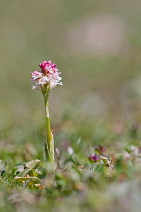 Neotinea ustulata (Orchidaceae)  - Néotinée brûlée, Orchis brûlé - Burnt Orchid Lozere [France] 27/05/2010 - 1120m