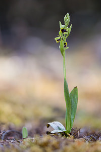 Ophrys aymoninii (Orchidaceae)  - Ophrys d'Aymonin Lozere [France] 25/05/2010 - 990m