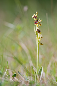 Ophrys aymoninii (Orchidaceae)  - Ophrys d'Aymonin Lozere [France] 28/05/2010 - 820m