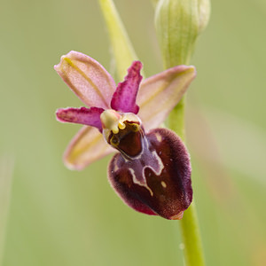 Ophrys x obscura (Orchidaceae)  - Ophrys obscurOphrys fuciflora x Ophrys sphegodes. Seine-et-Marne [France] 13/05/2010 - 140m