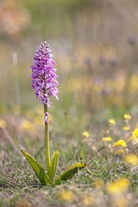 Orchis militaris (Orchidaceae)  - Orchis militaire, Casque militaire, Orchis casqué - Military Orchid Lozere [France] 26/05/2010 - 910m