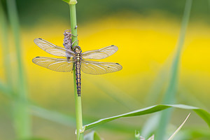 Orthetrum cancellatum (Libellulidae)  - Orthétrum réticulé - Black-tailed Skimmer Meuse [France] 16/05/2010 - 200m