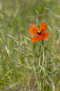 Papaver dubium (Papaveraceae)  - Pavot douteux, Petit coquelicot Lozere [France] 26/05/2010 - 830m