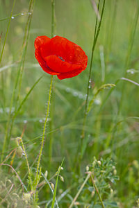 Papaver rhoeas (Papaveraceae)  - Coquelicot, Grand coquelicot, Pavot coquelicot - Common Poppy Lozere [France] 27/05/2010 - 830m